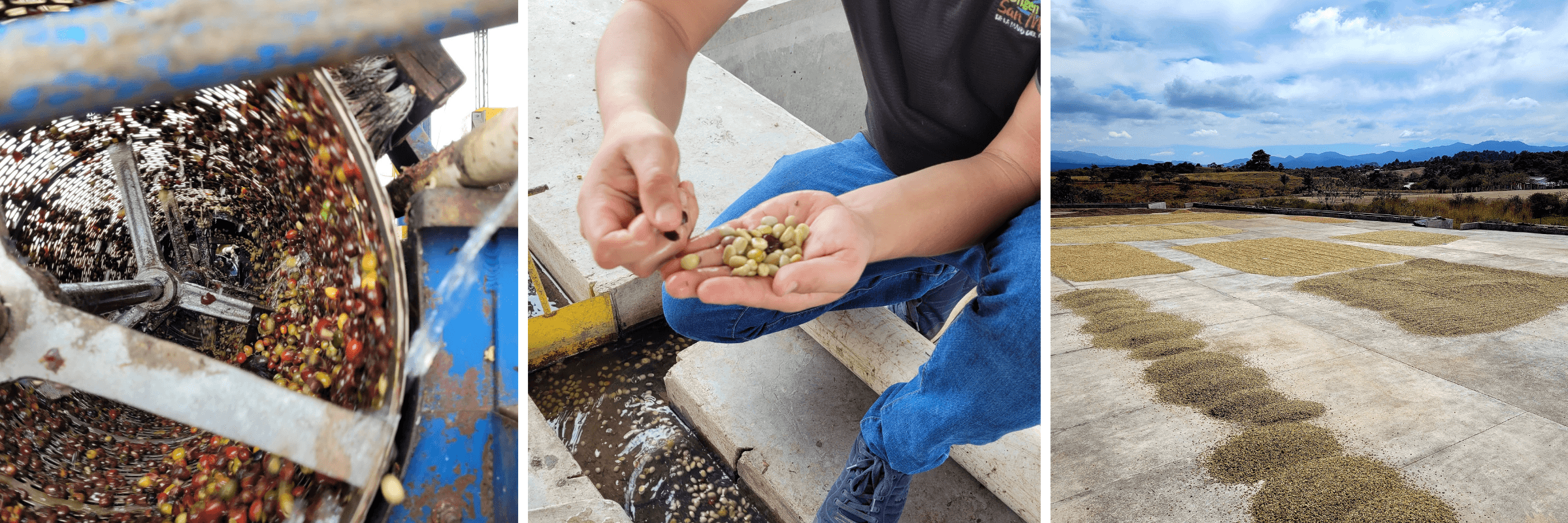 étape station de lavage cerises de café dépulpées et sechées