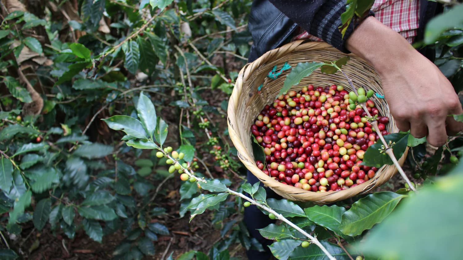 Le sourcing de café vert : du sol à la tasse !