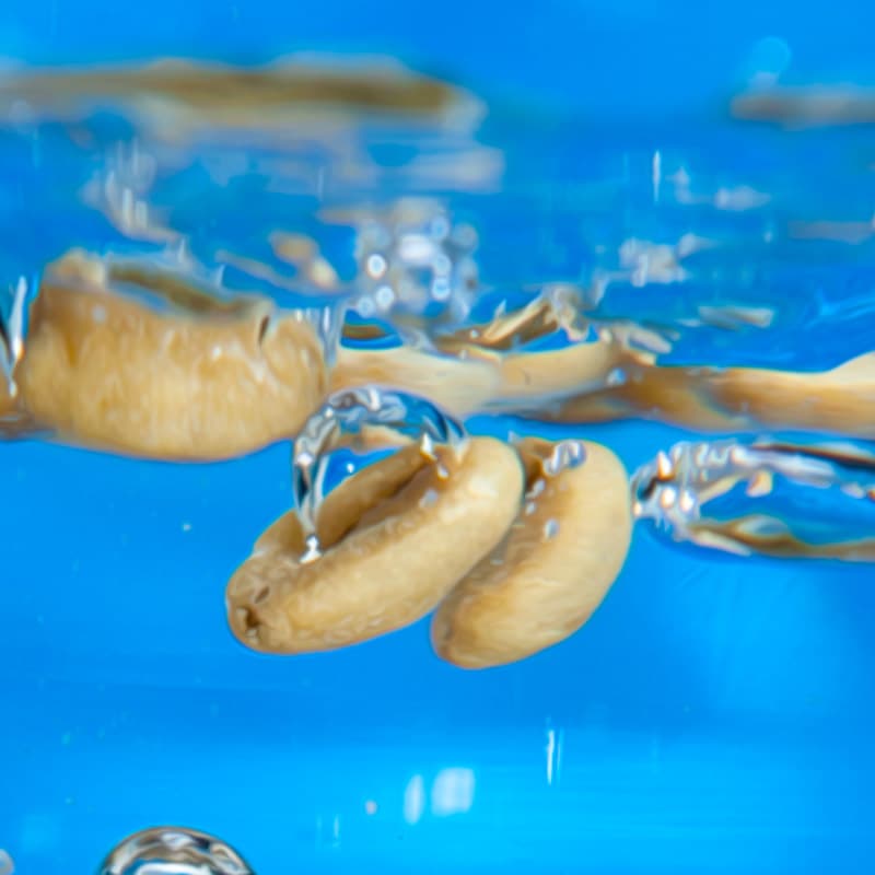 Process de décaféination Swiss Water