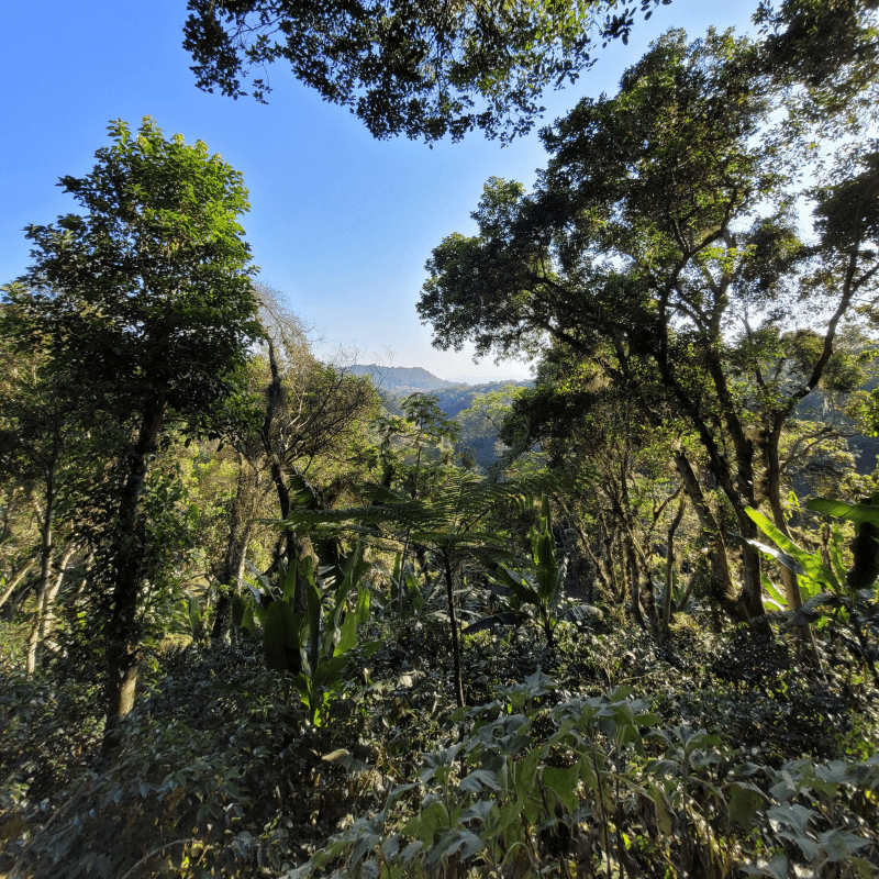 plantation de café biodiversite mexique