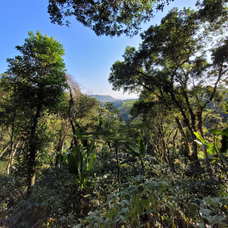plantation de café biodiversite mexique 